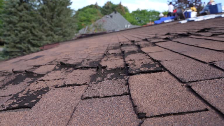 Best Roof Moss and Algae Removal  in Rising Sun Lebanon, DE